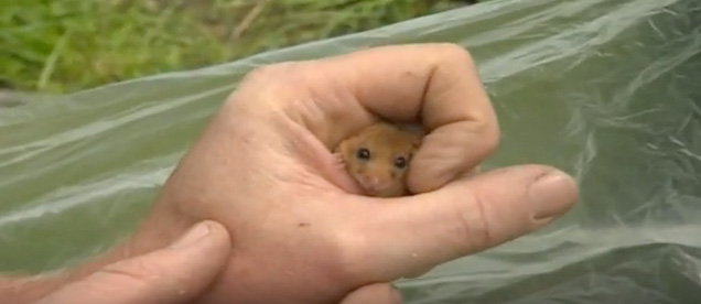 VIDEO: Dormice in Sussex